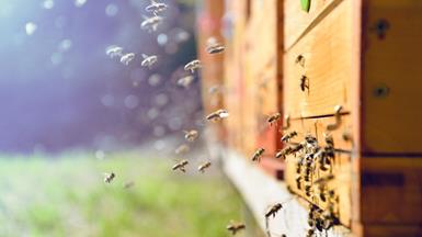 用 AI 分析了解蜜蜂消失的原因